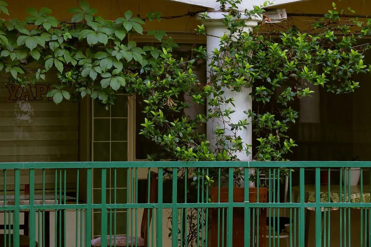 Balkon mit dichter Begrünung als Sichtschutz