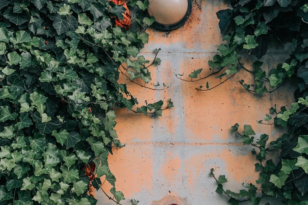 Berankte Gartenmauer mit heller Oberfläche