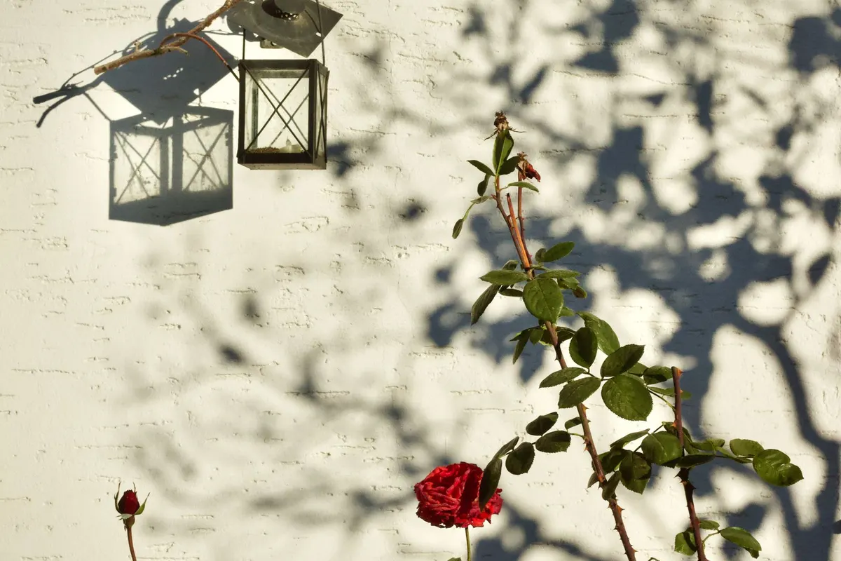Gartenlaternen an einer Wand neben einer Pflanze