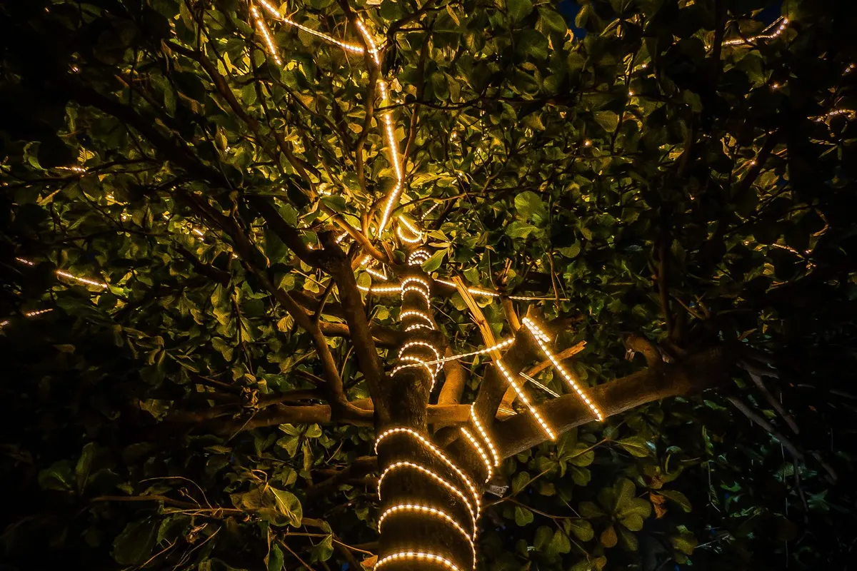 Von unten angestrahlter Baum mit Lichterschmuck bei Nacht